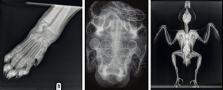 Рентгеновские снимки животных, полученные на аппарате AGFA CR 30-X