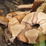 Змея Американский медноголовый щитомордник (Agkistrodon contortrix)