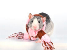 Декоративная крыса в платочке