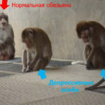 Депрессию у обезьян можно отличить по внешнему виду (позе, поведению)