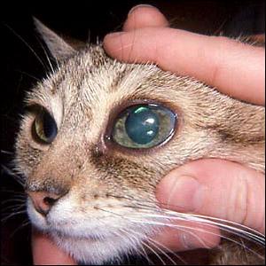 Причины глаукомы у кошки