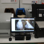 Рентгеновский снимок конского копыта, сделанный оцифровщиком AGFA CR 10-X либо на DR-панель АГФА