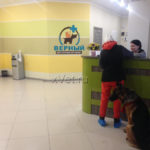 Центр ветеринарной помощи Верный в г. Темиртау (Казахстан)