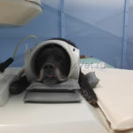 МРТ собаке на аппарате Esaote E-Scan в ветеринарной клинике Биосфера, г. Киров