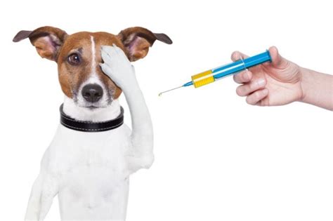 Вакцинация Собак