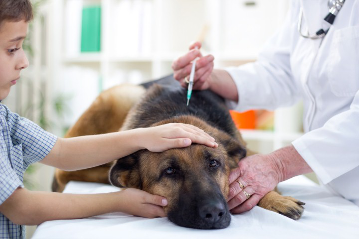 Вакцинация (прививка) собаки