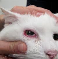 Воспаление глаз у кошек
